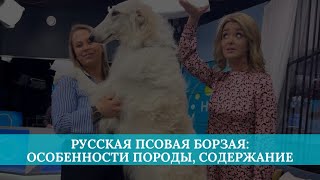 Русская псовая борзая: особенности породы собак и содержание