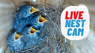 LIVE NEST CAM: Eastern Bluebird Nest in Virginia | 4 Baby Bluebirds! Fledging Day Today?