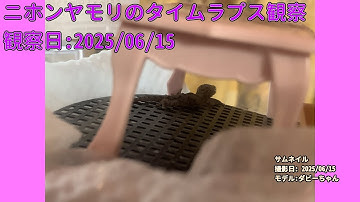 【Memorandum】 2025年06月15日 RPi-Cam-Web-Interfaceを用いたニホンヤモリのTimelapse観察