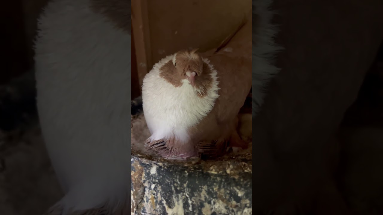 Gelin Bakalım Sarı Çakçıllı Ve Ailesinin Yanına Gidelim #shorts