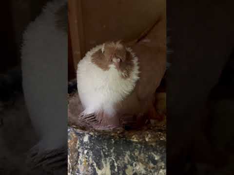 Gelin Bakalım Sarı Çakçıllı Ve Ailesinin Yanına Gidelim #shorts