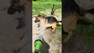 German shepherd playing with water😂 #shorts