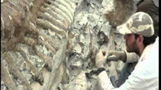 Mekada Yüzyıllar Öncesinden Kalma Fosil Bulundu