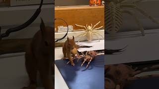 Squirrel Cipiripi against 2 spiders #shorts