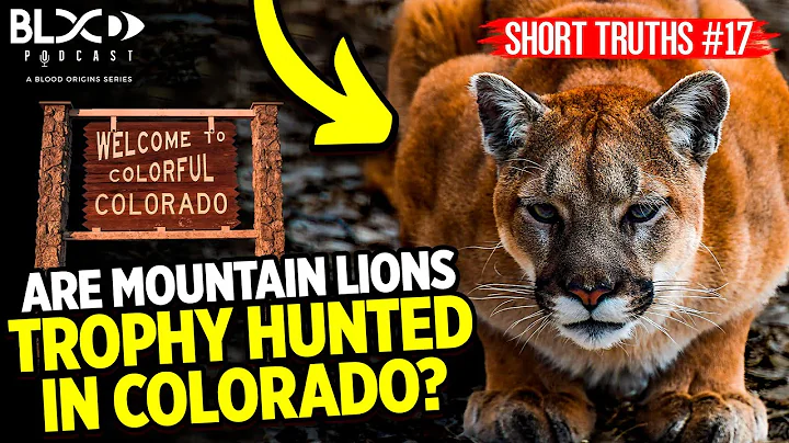 Short Truths #17: Are mountain lions trophy hunted in Colorado?