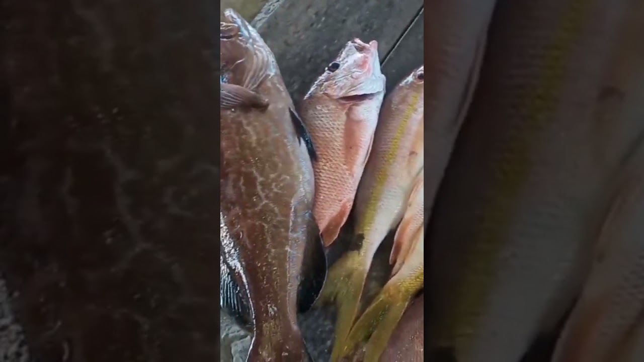 badejo e cioba Peixes de profundidade do mar.