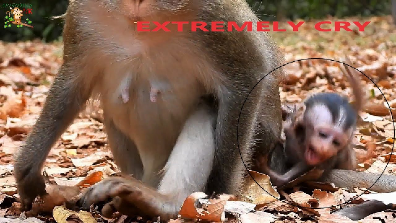 BECAUSE OF MILK MUCH HUNGRY MUCH CRY LOUDLY , PITY BABY ALBA SUPER NEED MILK MOM ANNA CARE HER |