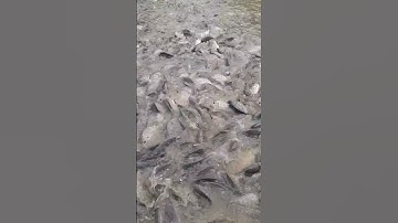 Cần bán 30 tấn Cá Rô Phi 🐟 #RôPhi #GiáThủySản #Shorts 055