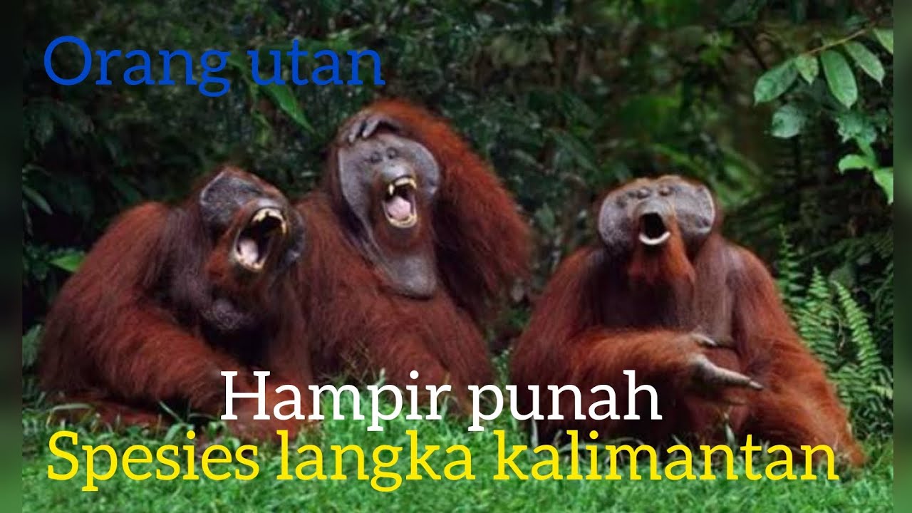 Orang utan kalimantan:penjaga hutan terakhi,kisah ilmiah,emosional,dan penuh makna