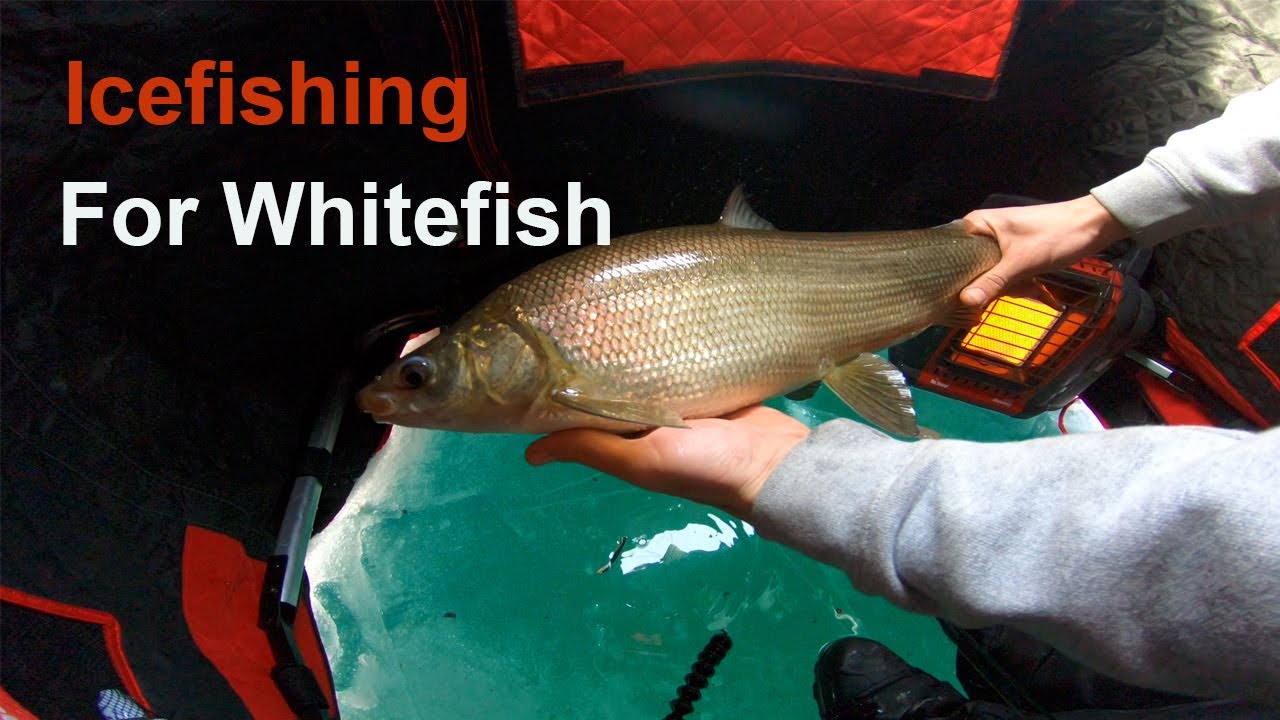 Lake Simcoe Ice fishing for whitefish 2021