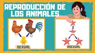 Animal Reproduction (Sexual and Asexual)