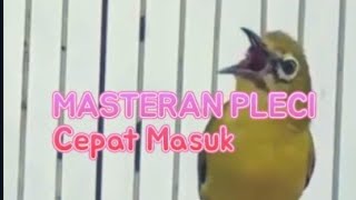 Masteran Pleci Nembak _ Materi Cepat Masuk Pancingan Pleci Cepat Gacor