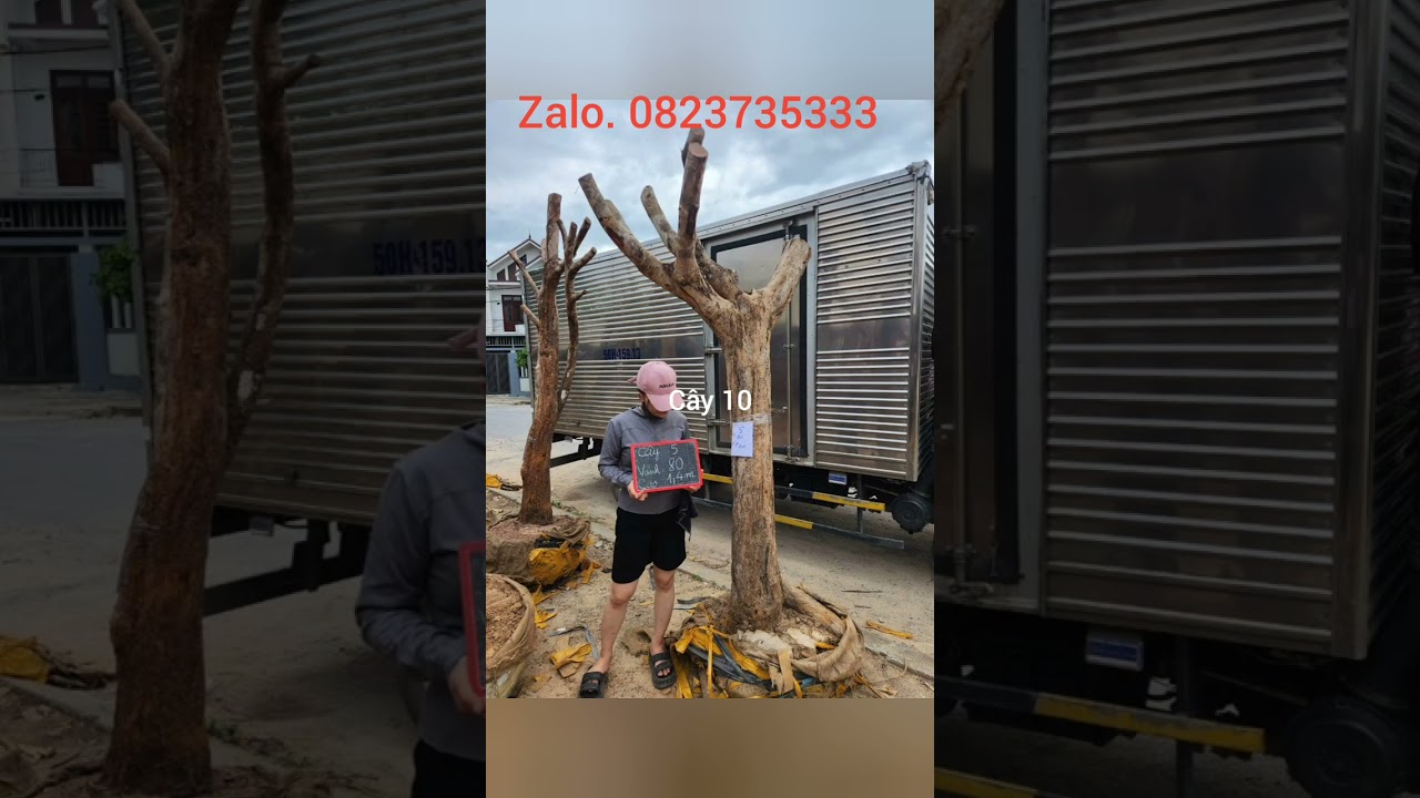 thanh lý  nguyên lô 19 cây mai  sống khỏe giá 10tr / cây   (.bán nguyên lô).