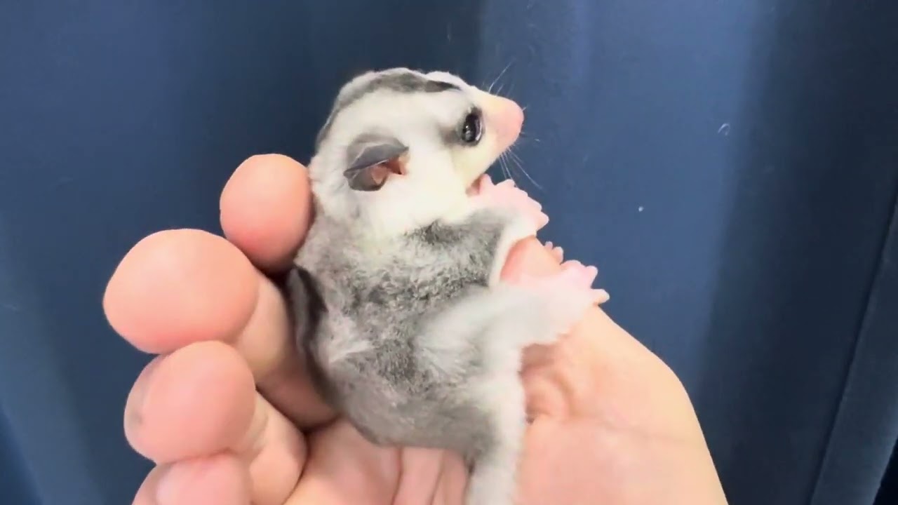 2025.1.7脱嚢フクロモモンガモザイク女の子