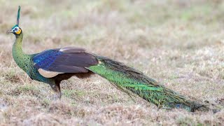 Green peafowl (Pavo muticus) pair feeding leaves on a tree
Green peafowl (Pavo muticus) pair roosting and feeding leaves on a tree. They usually spend time on or near the ground in tall grasses and sedges. Family units roost in trees at a height of 10–15 m (33–49 ft).
The diet consists mainly of fruits, invertebrates, reptiles, frogs and rodents. As with the other member of its genus, the green peafowl can even hunt venomous snakes.
Ticks and termites, flower petals, buds leaves and berries are favorite foods of adult peafowl. More... https://indianbirds.thedynamicnature.com/2015/01/green-peafowl-pavo-muticus.html
Scientific classification:
Kingdom: Animalia
Phylum: Chordata
Class: Aves
Order: Galliformes
Family: Phasianidae
Genus: Pavo
Species: P. muticus
#Birds #Peafowl #YouTubeBirds Green peafowl (Pavo muticus) pair feeding leaves on a tree