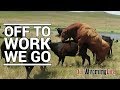 Putting Bulls In With The Cows on the Ranch