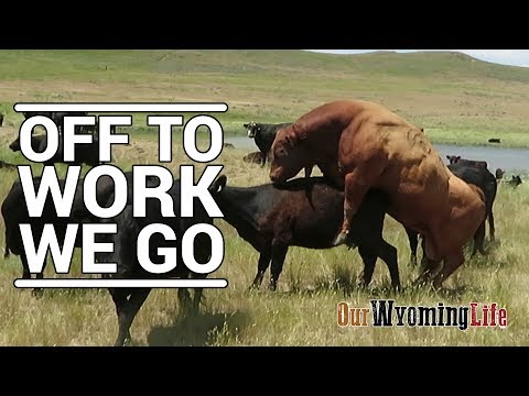 putting-bulls-in-with-the-cows-on-the-ranch