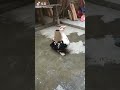 子供を取られた親ガモの怒り方が、むしろ可愛くてヤバイ