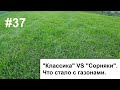 Что стало с газоном. Посадка газона. Подвожу итоги.