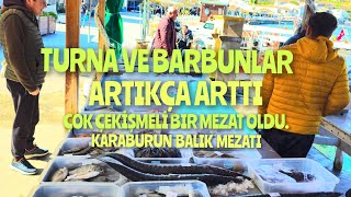 TURNA VE BARBUNLAR ARTTIĶÇA REKABET KIZIŞTI.23.03.2024 CANLI YAYIN KARABURUN BALIK MEZATI