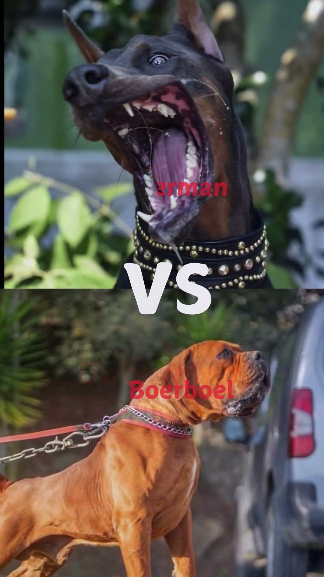 Epische Hundekämpfe: Dobermann, Pitbull, Cane Corso – Wer regiert ...