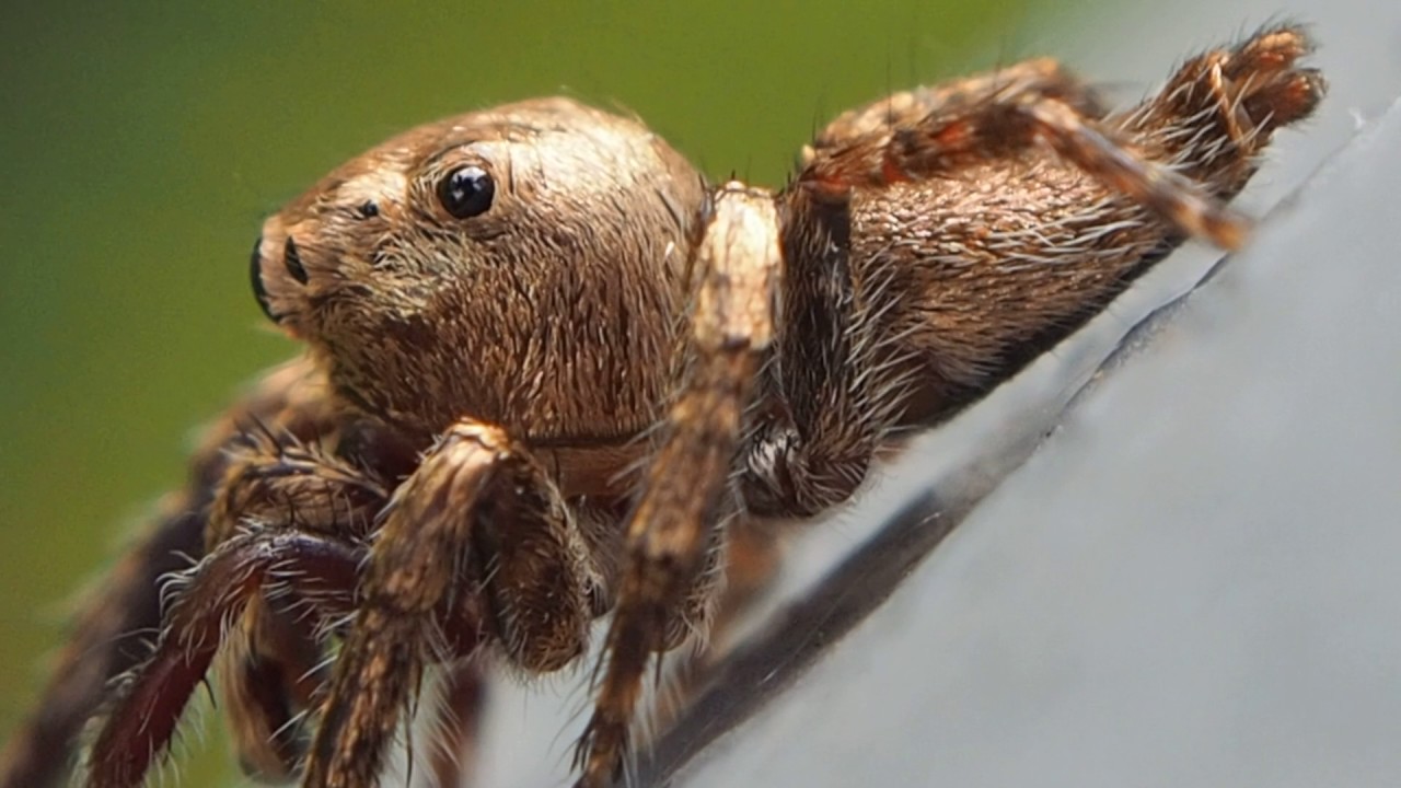 OMD E-M1 video using kit lens and Sensor Crop Zoom 1080p