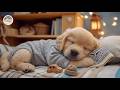Dog Calming Music 🐾 Relaxation Tunes for Dogs 🎧 Gentle Melodies for Healing Sleep Support