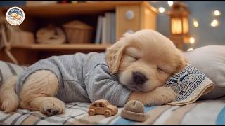 Dog Calming Music 🐾 Relaxation Tunes for Dogs 🎧 Gentle Melodies for Healing Sleep Support