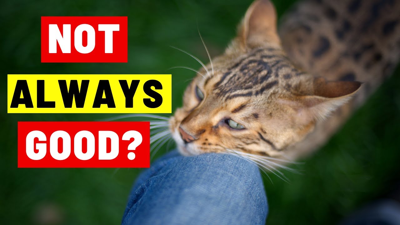 What Does It Mean When A Cat RUBS AGAINST YOU YouTube What Does It Mean When A Cat RUBS AGAINST YOU YouTube