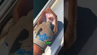 Never do this to a stingray.🚫 #shorts #youtubeshorts #viralshorts #facts #amazingfacts