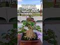 WOOW WARU SANGAT KREEN, SANGATKOKOH DAN ISTIMEWA@mahkotabonsai#shorts#bonsai#viral