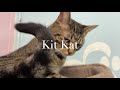 Kit Kat video