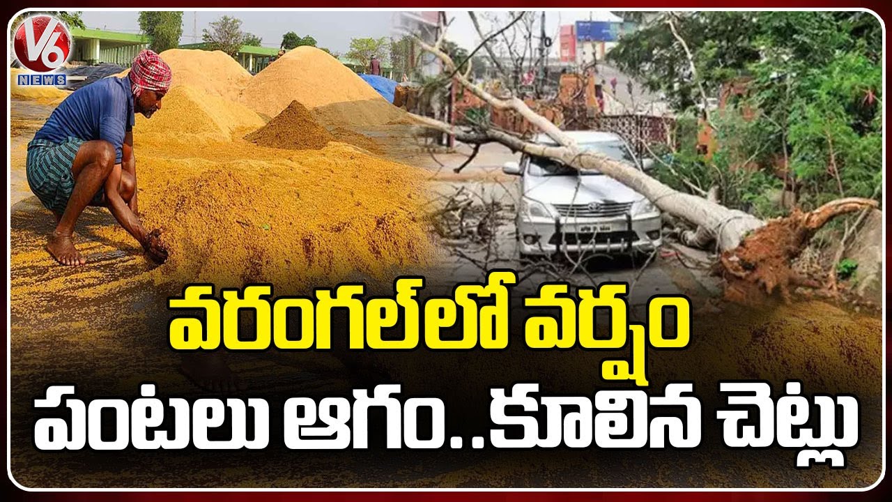Heavy Rain In Warangal District Damages Paddy Grains | Telangana Rains ...