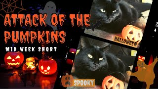 Attack Of The Pumpkins Lola The Cat
