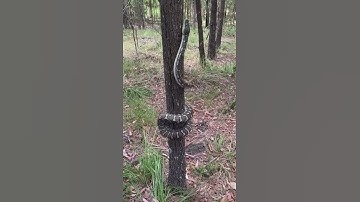 Large carpet python climbs tree