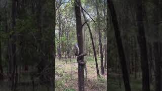 Celebrity Large carpet python climbs tree Profile