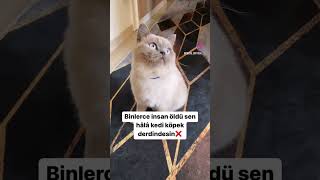 Depremzede Kedi̇ Köpek Yakinlarina Saygili Olalim