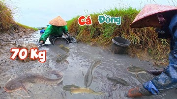Quyết Định Hút Cạn Mương Nước Giữa Đồng Và Bắt Được Gần 70 Kg Cá / Quế Nghịch