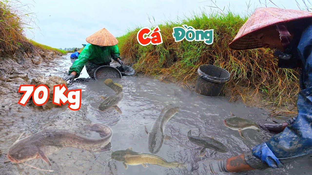 Quyết Định Hút Cạn Mương Nước Giữa Đồng Và Bắt Được Gần 70 Kg Cá / Quế Nghịch