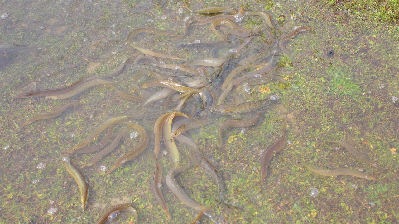 Fish Coming While Raining Boys Caught the Fish | Unbelievable A Lot Of Fish Coming with Raining ...