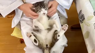 ダンシングたーくん。(猫です)