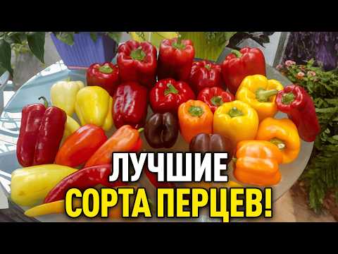 Таких перцев нет ни у кого! Они идеальны и в салат, и в консервацию и лежат долго!