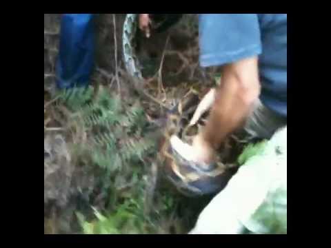 Burmese python capture in the Florida Everglades