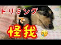 【悲報】トリミングで怪我をして帰ってきました。ミニチュアダックスフンド ブラック&クリーム