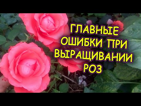 Видео: Выращивание роз для начинающих: как ухаживать за розами