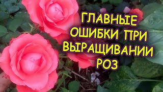 Семь советов как выращивать розы. Розы уход и выращивание. Главные ошибки при выращивании роз.