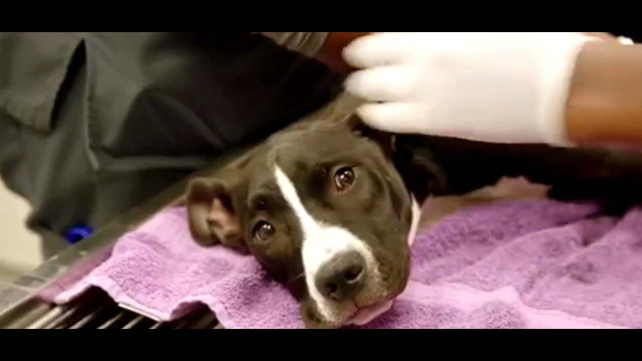 Врач отказался лечить собаку и сказал: "Придется усыпить". - YouTube