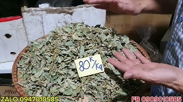 TÁC DỤNG CỦA KIM TIỀN THẢO VÀ CÁCH DÙNG KIM TIỀM THẢO