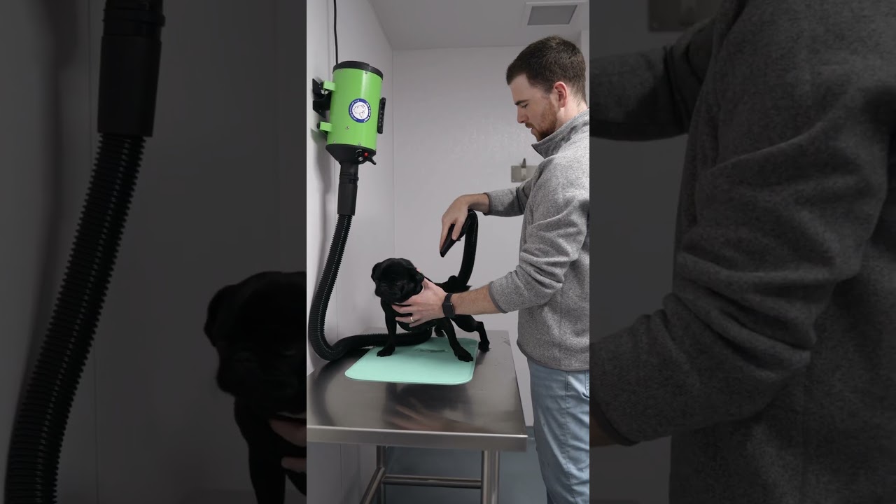 At 300 Main, we’re more than just pet-friendly—we’re pet-loving!