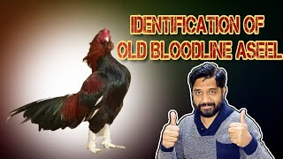 Old Bloodline Aseel Murga Identifocation | Asil porani naslon ki pahchan